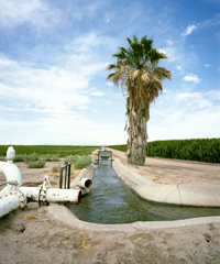 Pinal crops