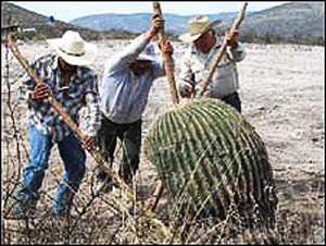 Pinal housing rebound could mean more cactus ‘poaching’