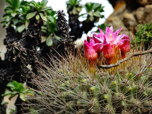 36,000 acres in Arizona designated to protect two species of cactus