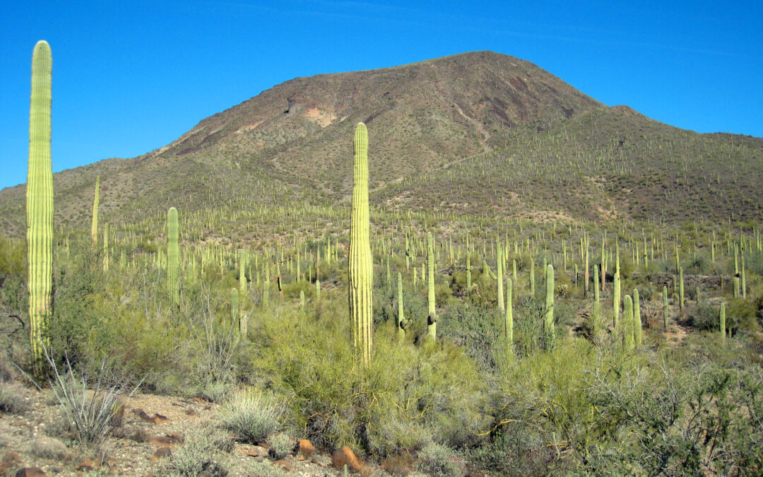 Presidential candidates asked to affirm support for Arizona public lands